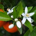 Narancsvirág (neroli) aromavíz