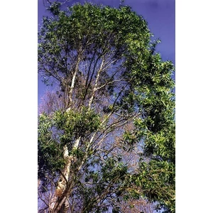 Kajeput_illoolaj Kajeput_illoolaj