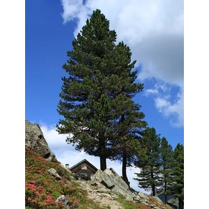 cirbolyafenyo_illoolaj