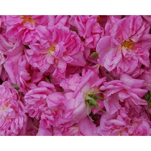 damaszkuszi-rozsa-jojoba-olajban