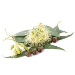 eukalyptus globulus