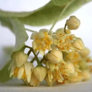 Hársvirág kivonat Hársvirág kivonat