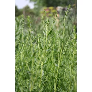 Izsóp illóolaj -vadon termett Izsóp illóolaj -vadon termett