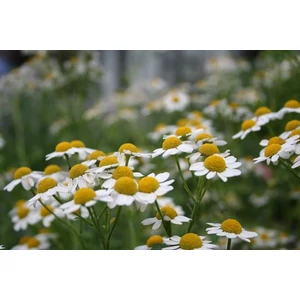 kék kamilla kék kamilla