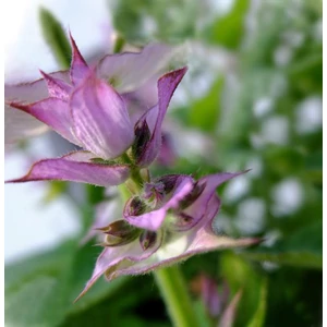 Muskotalyzsalya-illoolaj Muskotalyzsalya-illoolaj