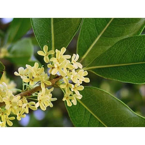 osmanthus_illoolaj_jojobaban osmanthus_illoolaj_jojobaban
