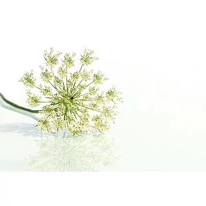 repamag-illoolaj repamag-illoolaj