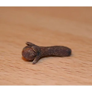 szegfuszeg_illoolaj szegfuszeg_illoolaj