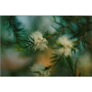 teafa olaj teafa olaj