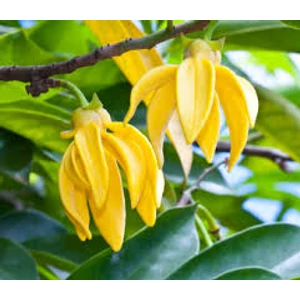 ylang_ylang_illoolaj ylang_ylang_illoolaj