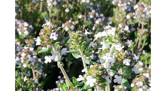 Kakukkfű illóolaj "AZ" erősítő illat