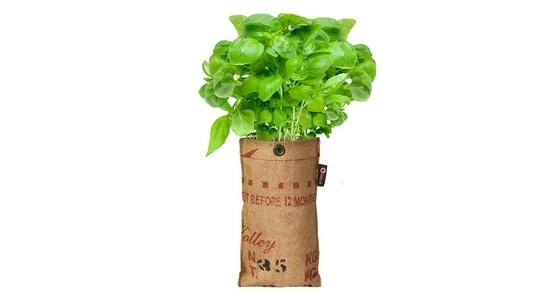 Mese a kerti bazsalikomról!