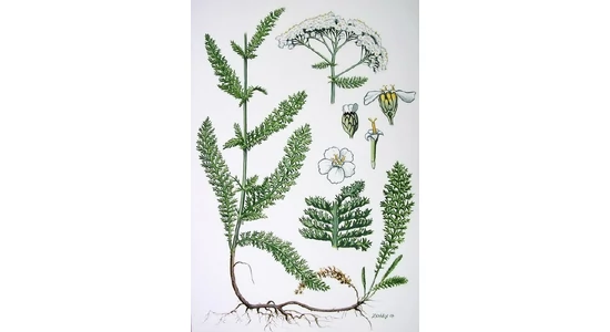 Az év gyógynövénye a cickafark