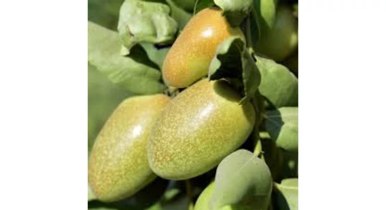 Növényi olajok 2.-Jojoba olaj