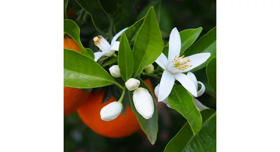 Narancsvirág (neroli) aromavíz