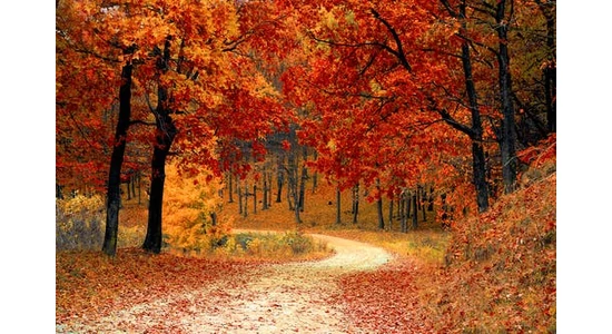 Legjobb őszi illóolajok