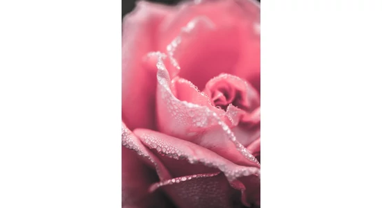 Damaszkuszi rózsa aromavíz