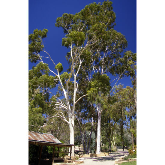 eukaliptus citriodora