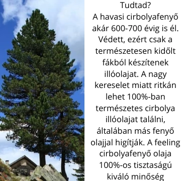 Cirbolya_fenyo